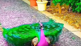 Super amazing video of peacocks beautiful video