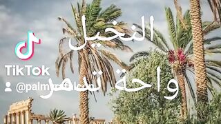النخيل واحة تدمر 2