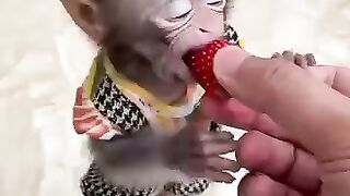 monkey 6