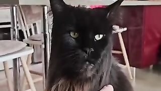 Maine Coon