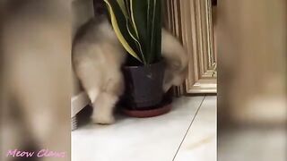 Baby Dogs - Cute and Funny Dog Videos compilation