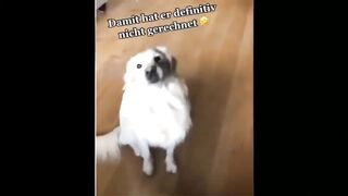 o cute baby dog cute and funny dog videos compilation। cute and funny cat videos