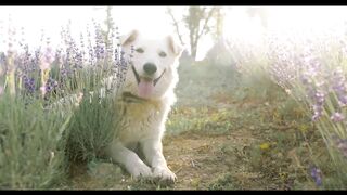 Dog Videos, Funny Dog, Cute Dog, Dog Funny Movement.