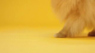 Cute Video__#cute baby dog__cute baby of dog vidoes__