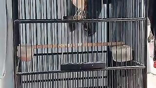 Cendet/pentet birds of Indonesia