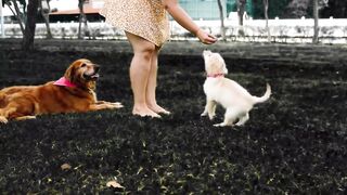 Dog Videos, baby dog, funny dog, cute animals, animals, cute dog
