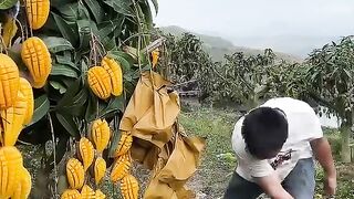Mango 4