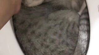 Toilet cat