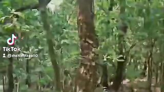 Forest 7