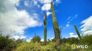 animal video#khan 11