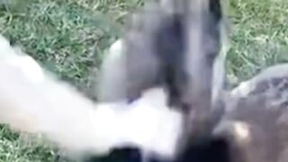 #funnypet 7