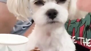 dog staring at meat