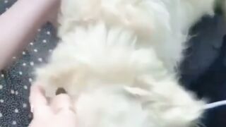 #funnypet 8