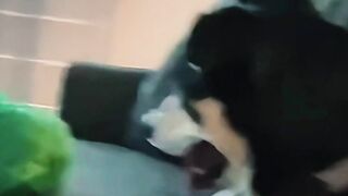 #funnypet 9