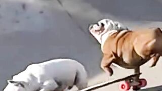 #funnypet 10