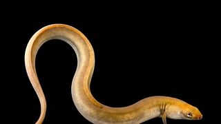 The Eel transformers to old Eel