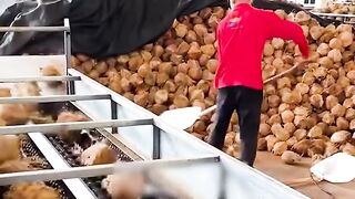 Coconut Oil Factory!