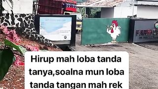 ayam broiler || kata kata lucu 381