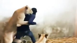 Lion attack 7