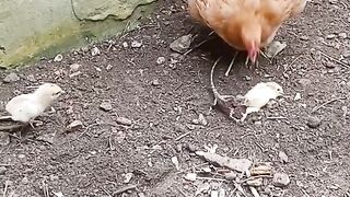 Mama chicken protects chicks from lizard
