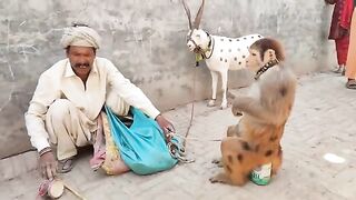 Funny monkey/naughty monkey/enjoy