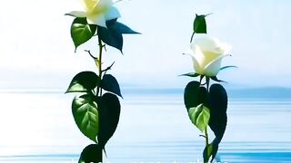 Digital Video 3