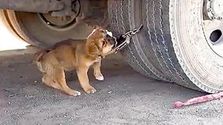 Animal Helps our child