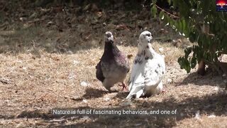 Why do some animals have a mating season and other animals do not?