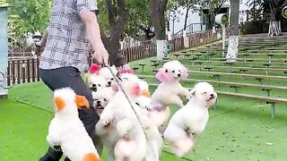 Funny dog video imran1