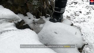 Why Don’t Animals Living in Icy Areas Get Frostbite on Their Feet?