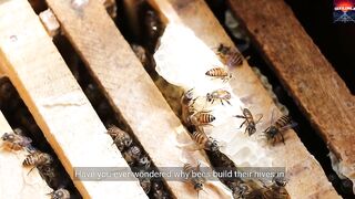 Why do bees build antibodies and now the hexagon and not any other form?