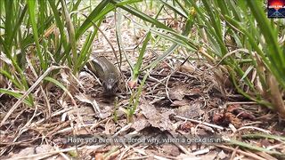 The Amazing Tale of the Gecko's Tail