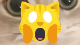 10 surpising facts about cats