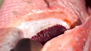 Rare Fish species That You Might Be Interested To See