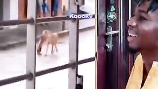 Try Not To Laugh :Funny video