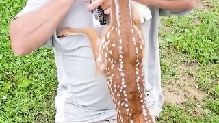 Dad Feeding The Baby Deer
