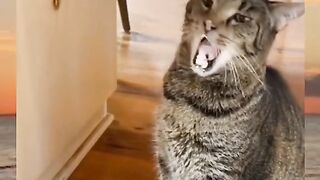Cat tasting ice cream