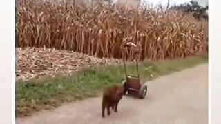 Funny videos???? funny 2