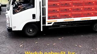 ayam broiler || kata kata lucu 391