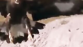 Golden Eagle