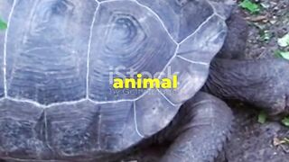 Giant Tortoises: Living Dinosaurs Among Us!