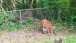 Deer jumps over fence to protect her baby