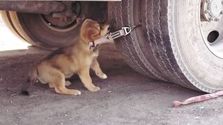 Animal helping