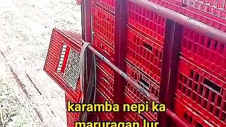 ayam broiler || kata kata lucu 394