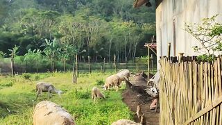Sore hari menggembala domba