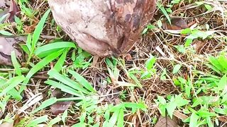 Magic coconut fruit