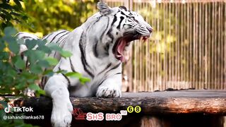 White Tiger 2