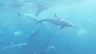 "Enchanting Encounters: The Graceful Dance of Dolphins"