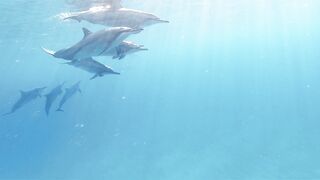 "Diving into the World of Dolphins: Mysteries and Marvels"