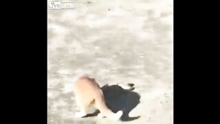 cat vs snake 2